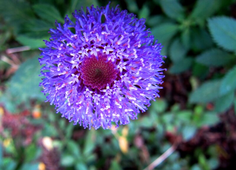 Purple Spherical Flower