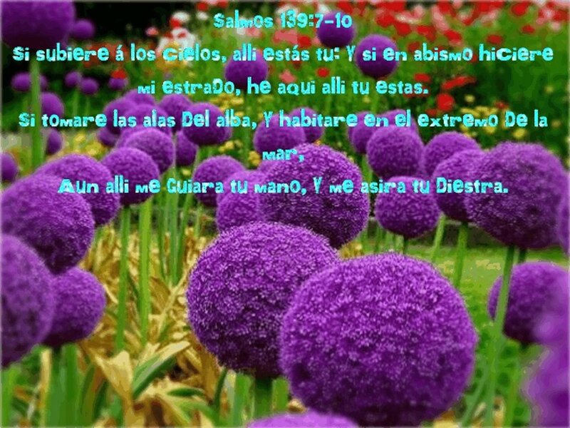 Purple Spherical Flowers