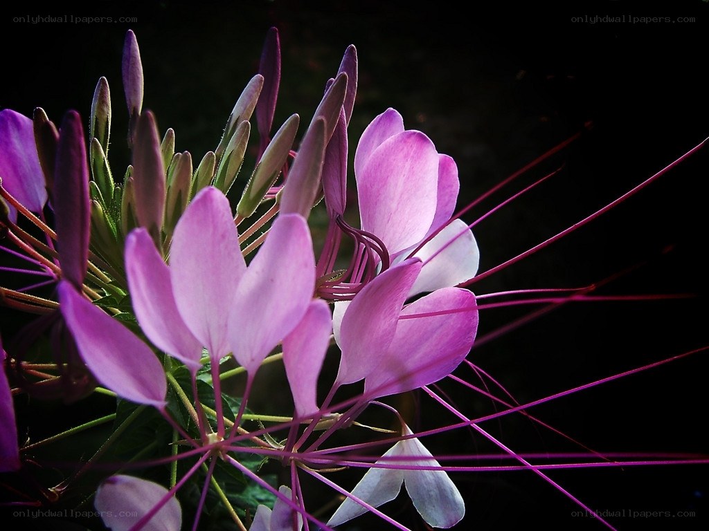 purple spider flower close-up