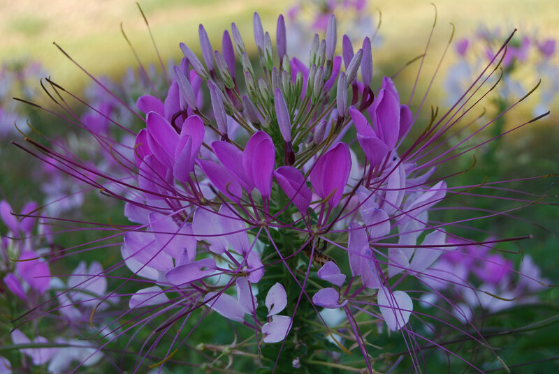 Purple spider flower in bloom
