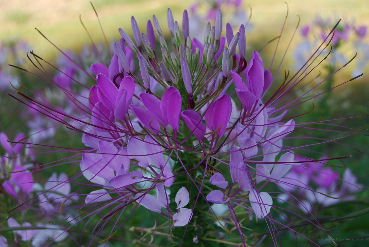 Purple spider flower in bloom