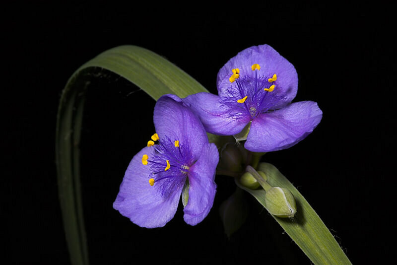 Purple Spider-lily Flowers