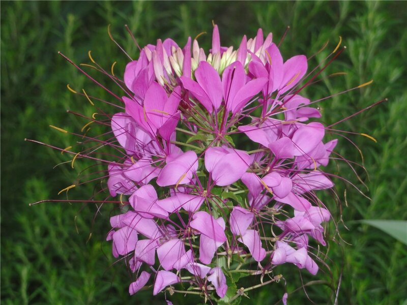 Purple Spiderflower Bloom — Calm