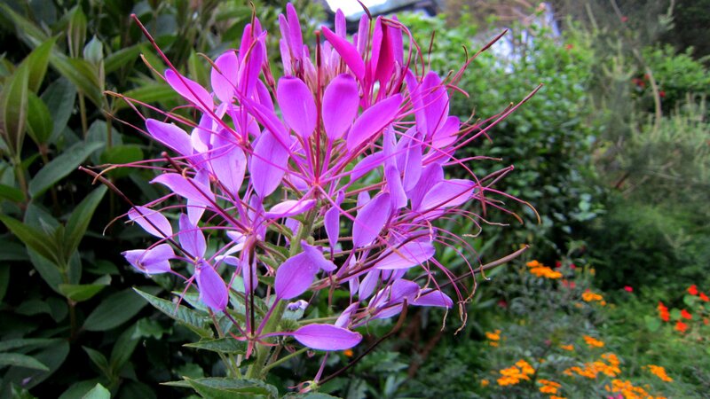 Purple Spiderflower Bloom — Natural