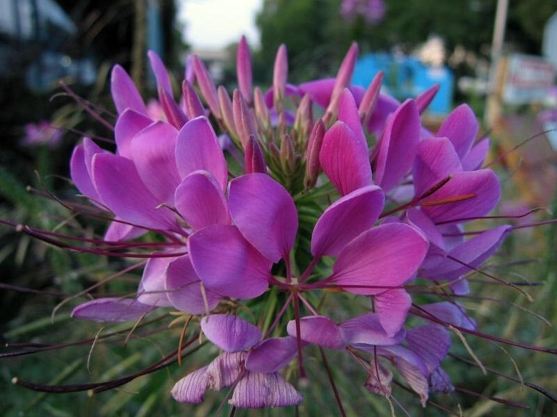 purple spiderflower bloom