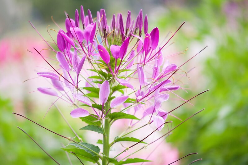 Purple Spiderflower Plant — Serene, Afternoon