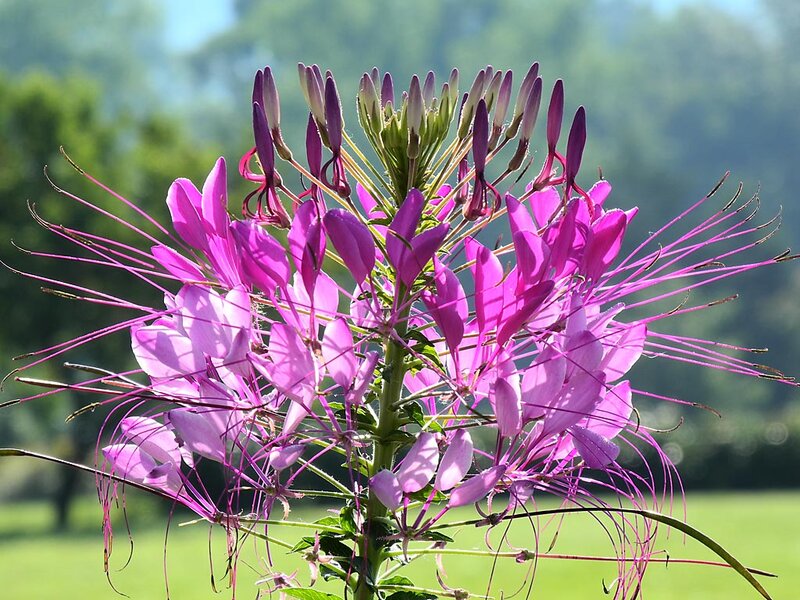 Purple Spiderflower Plant — Serene