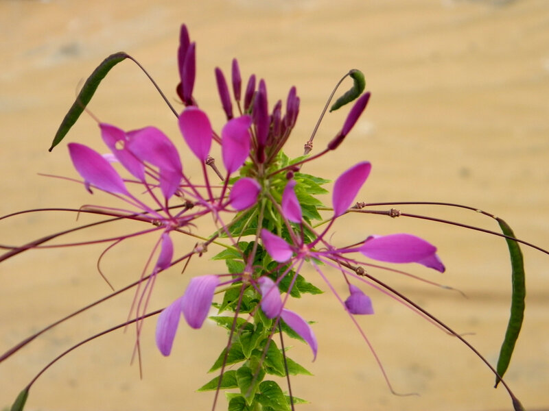 Purple Spiderflower Plant