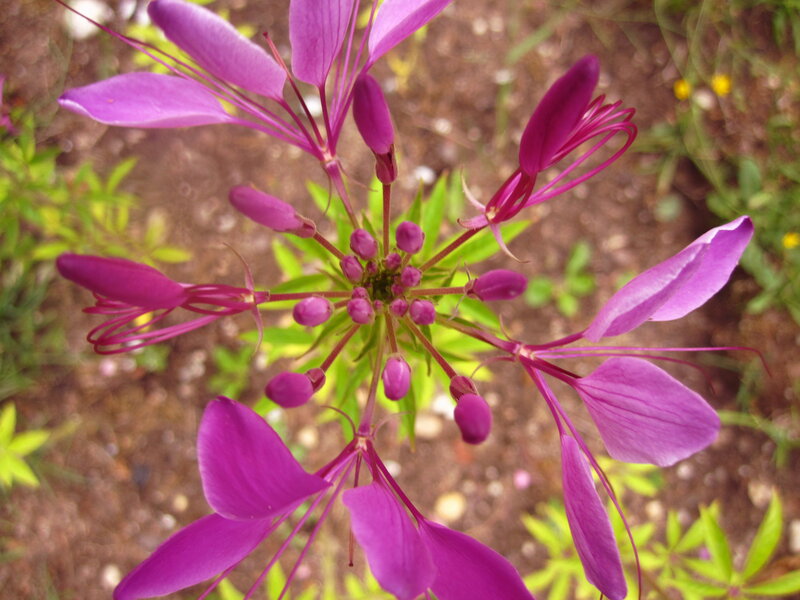 Purple Spiderflower