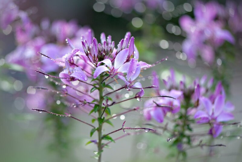 Purple Spiderflower with Dew