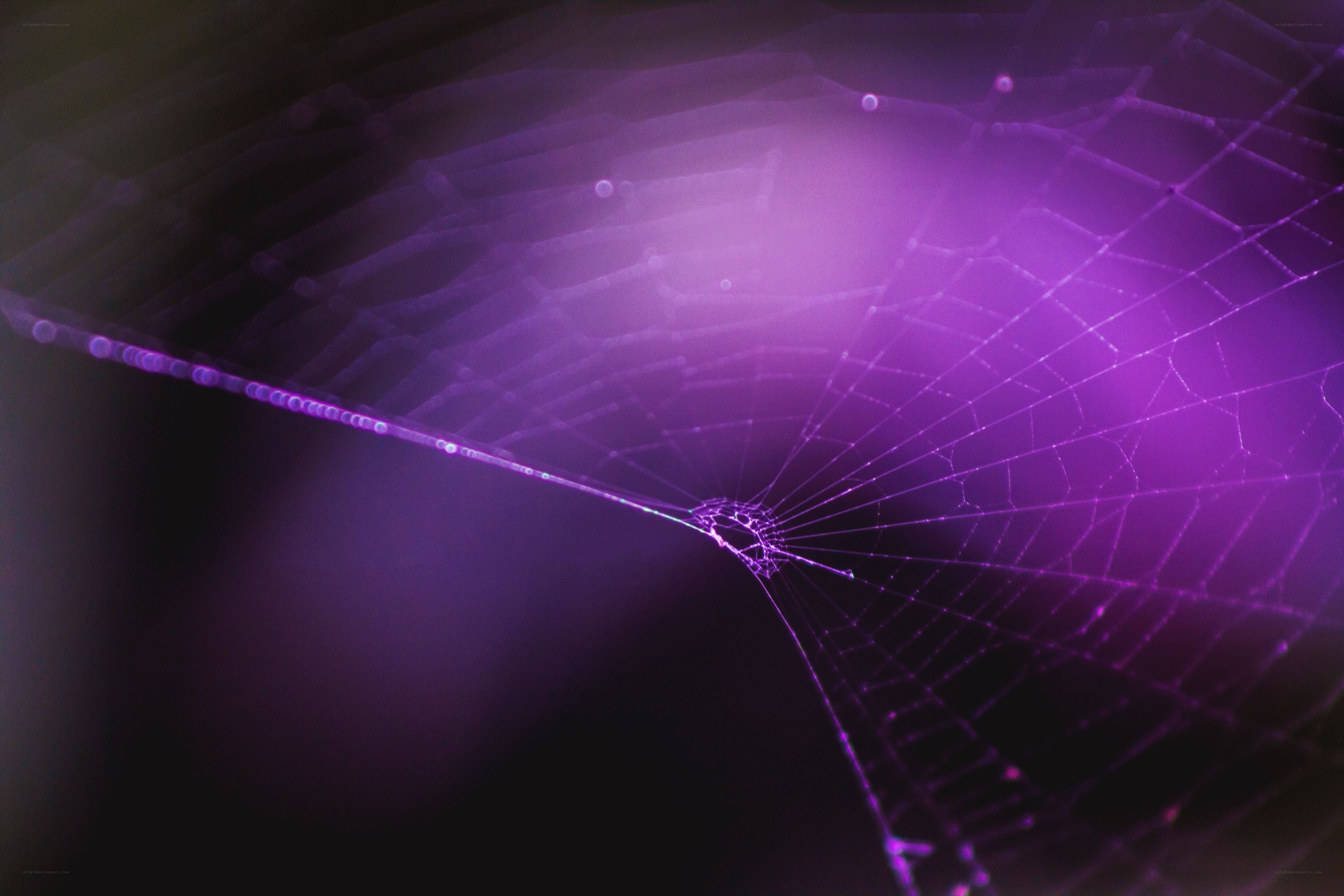 purple spiderweb at night