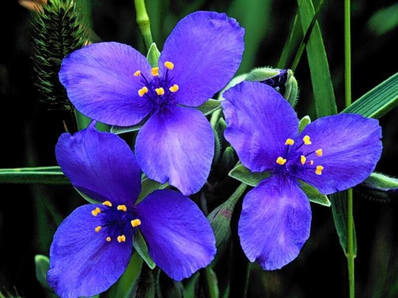 Purple Spiderwort Flowers — Blue