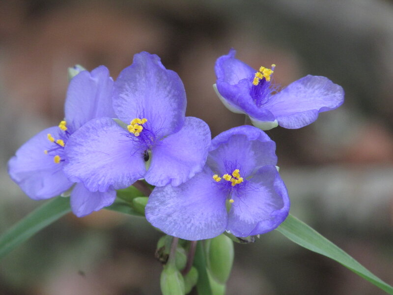 Purple Spiderwort Flowers — Calm, Photograph