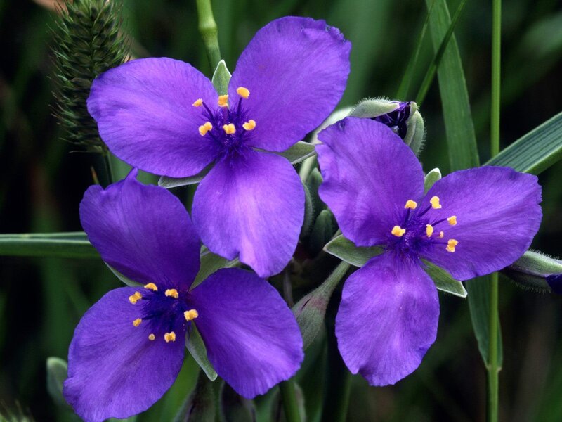 Purple Spiderwort Flowers — Calm, Spring
