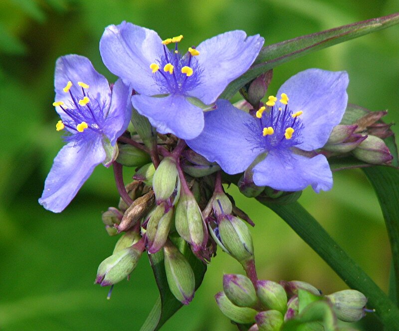Purple Spiderwort Flowers — Calm