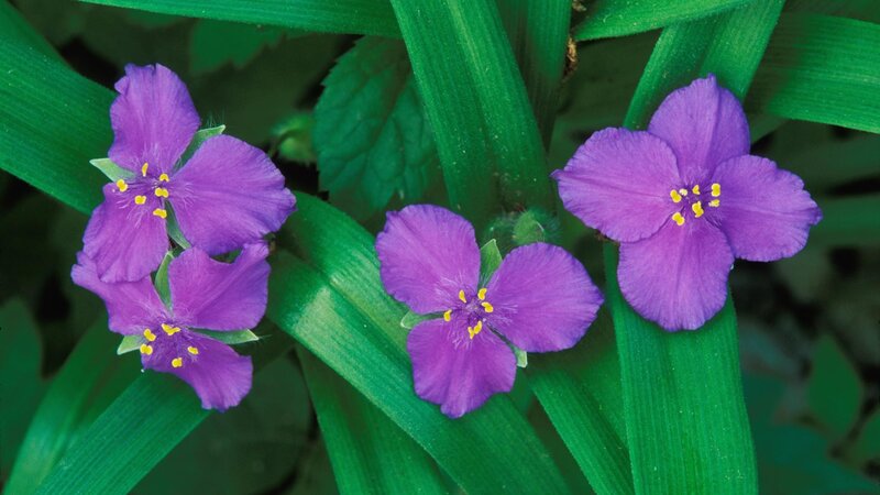 Purple Spiderwort Flowers — Natural, Summer