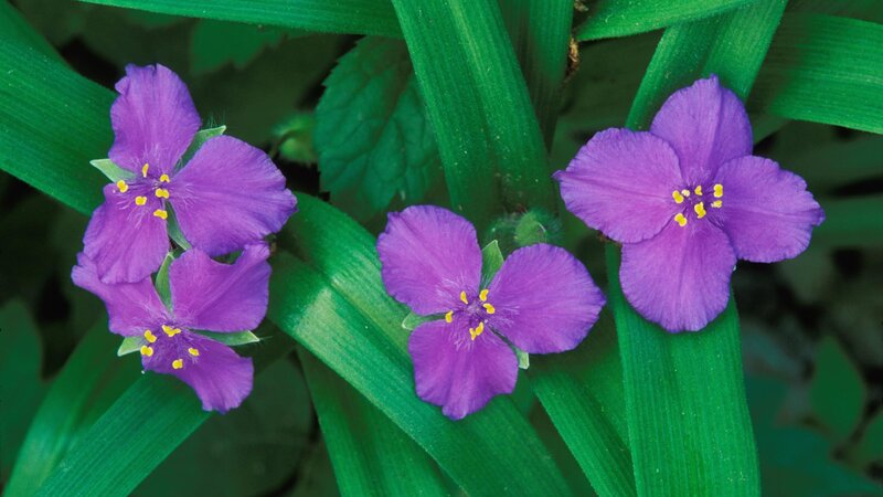 Purple Spiderwort Flowers — Natural