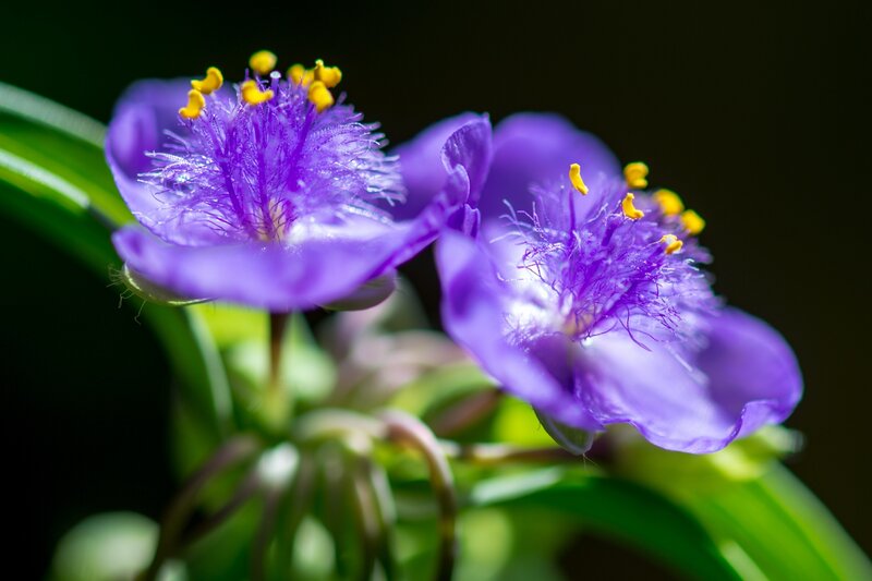 Purple Spiderwort Flowers — Serene, Photograph, Green Leaves