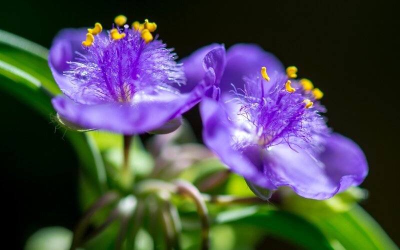 Purple Spiderwort Flowers — Serene, Photograph
