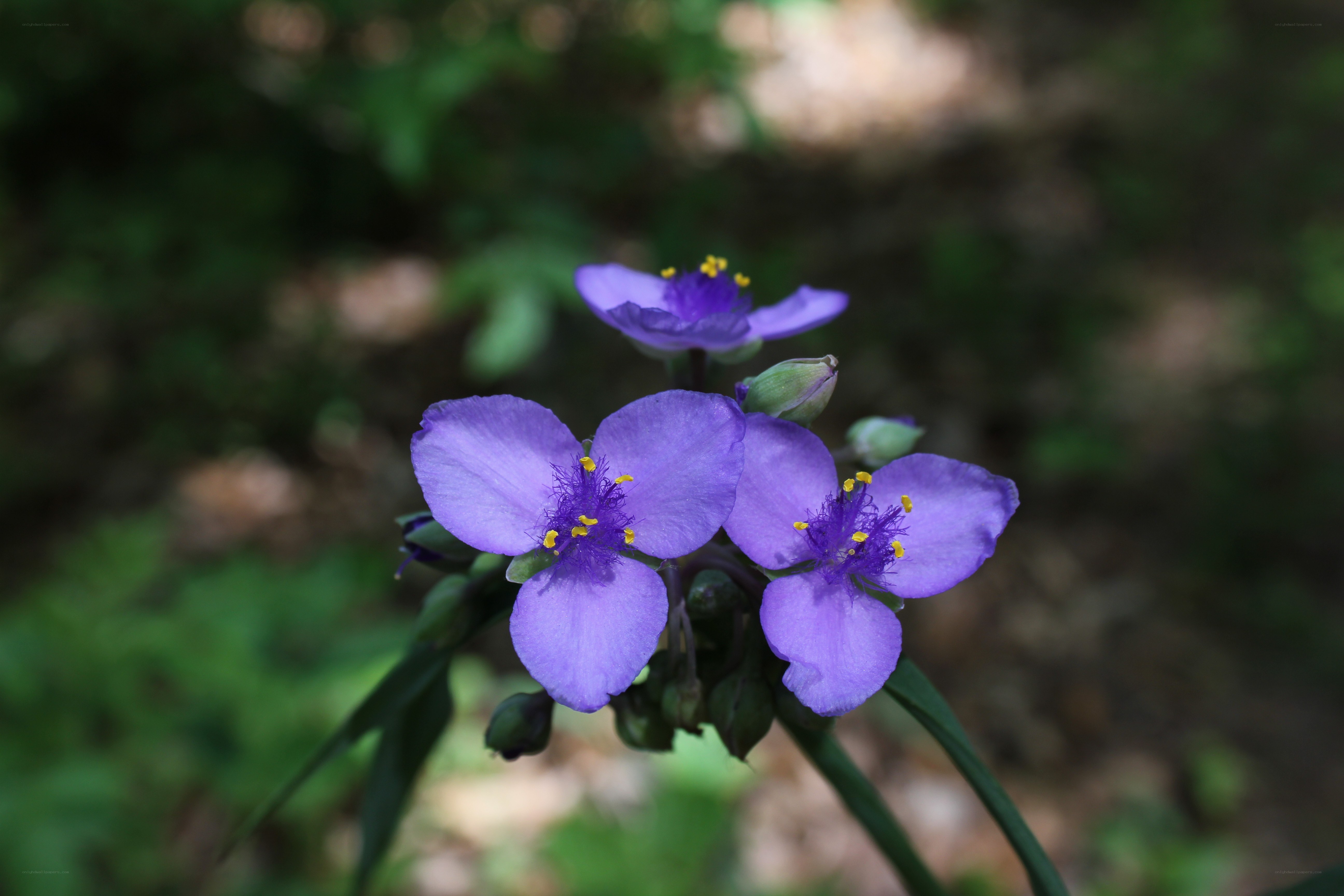 purple spiderwort flowers