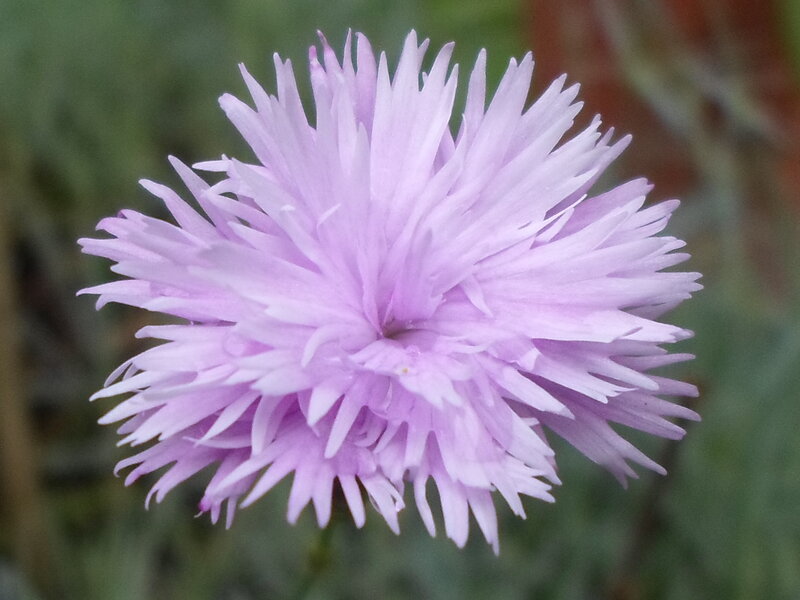 Purple Spiky Flower — Calm