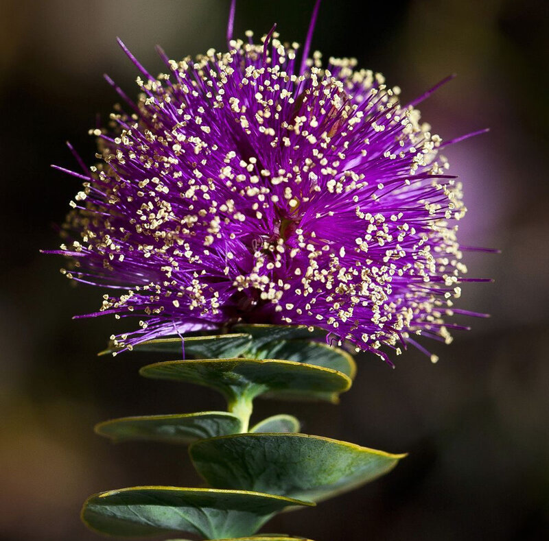 Purple Spiky Flower — Dramatic