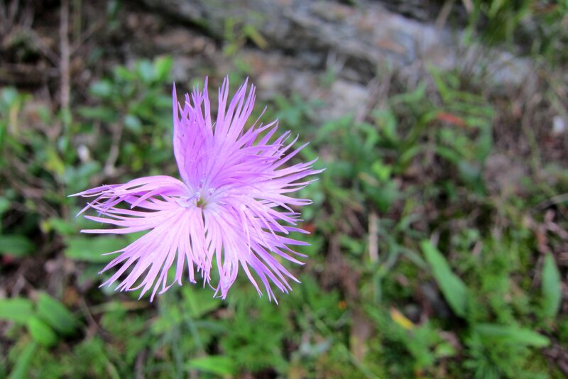 Purple Spiky Flower