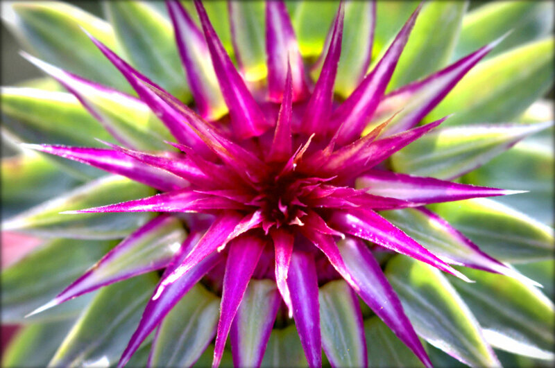 Purple Spiky Flower — Vibrant