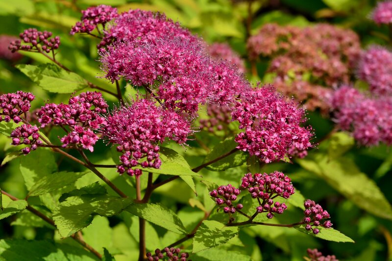 Purple Spirea Flowers
