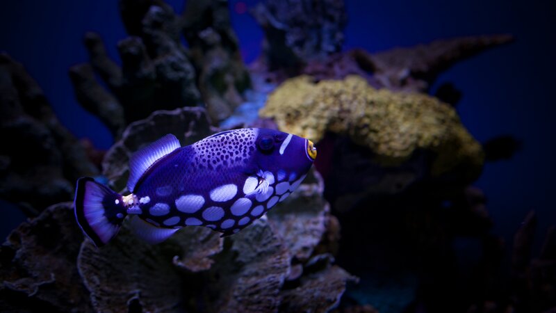 Purple Spotted Fish — Blue