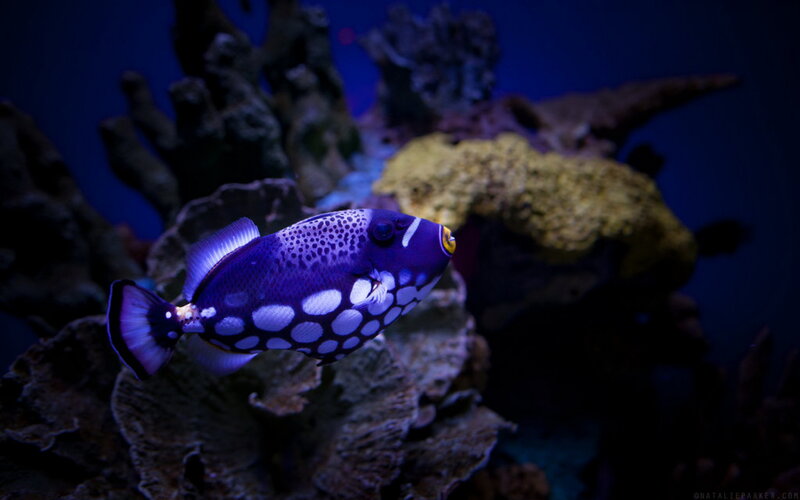 Purple Spotted Fish