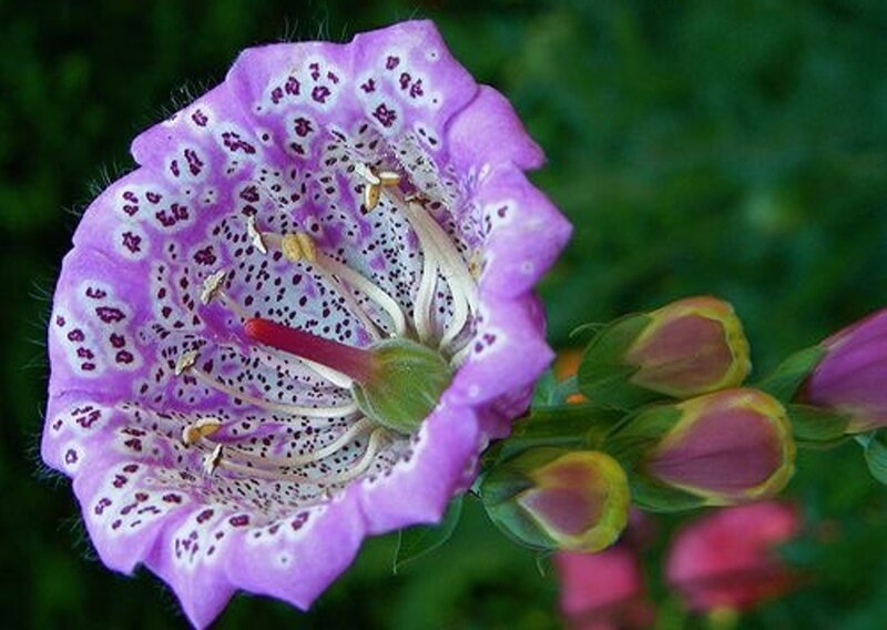 Purple Spotted Flower — Natural