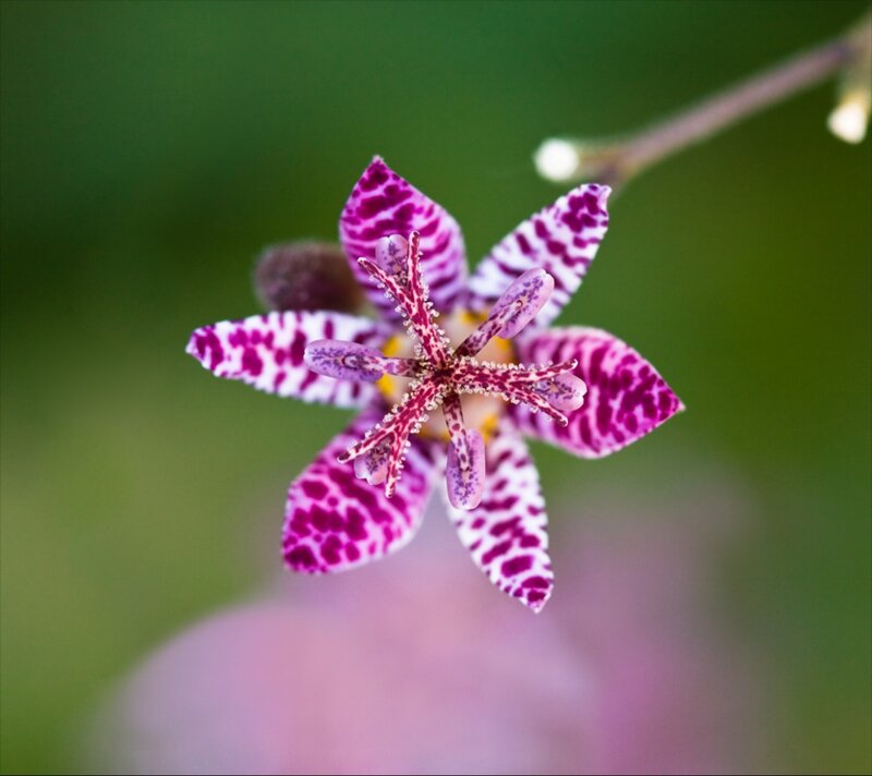 Purple-spotted Flower — Purple