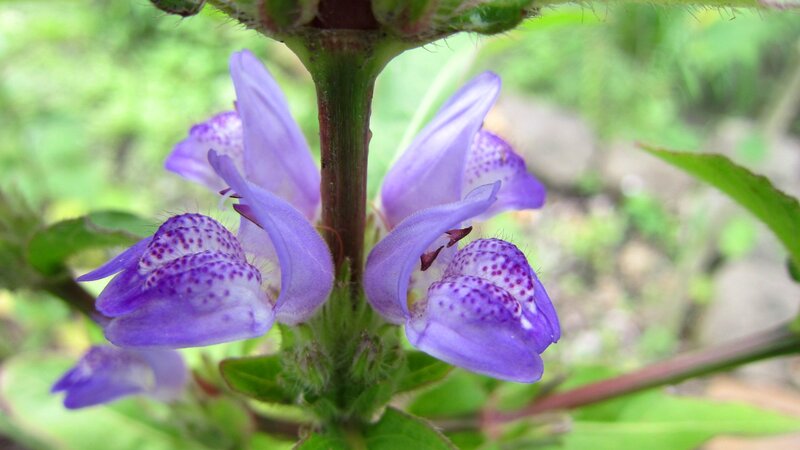 Purple Spotted Flower
