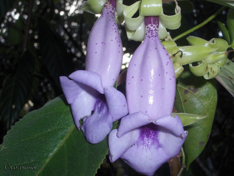 Purple spotted flowers with green leaves