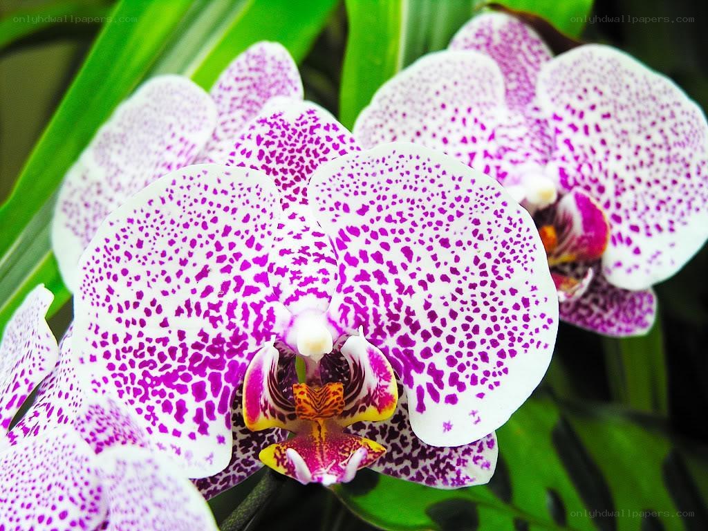 purple-spotted orchid bloom