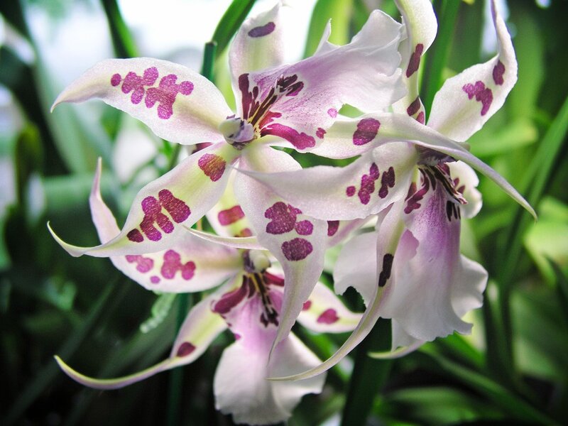 purple-spotted orchid blooms