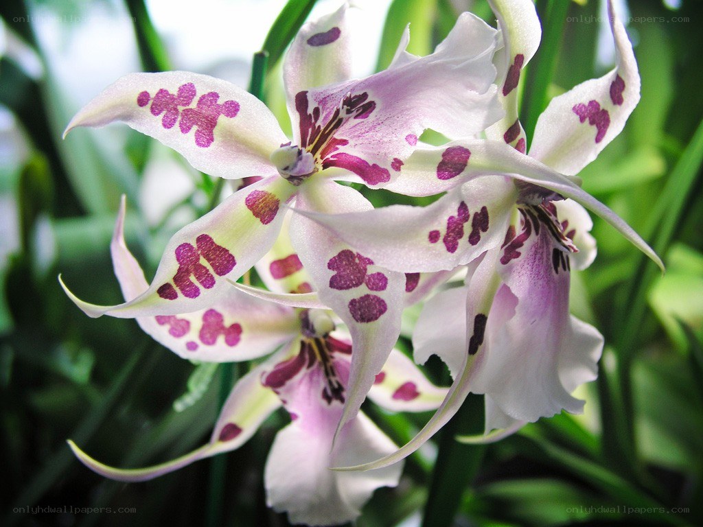 purple-spotted orchid blooms