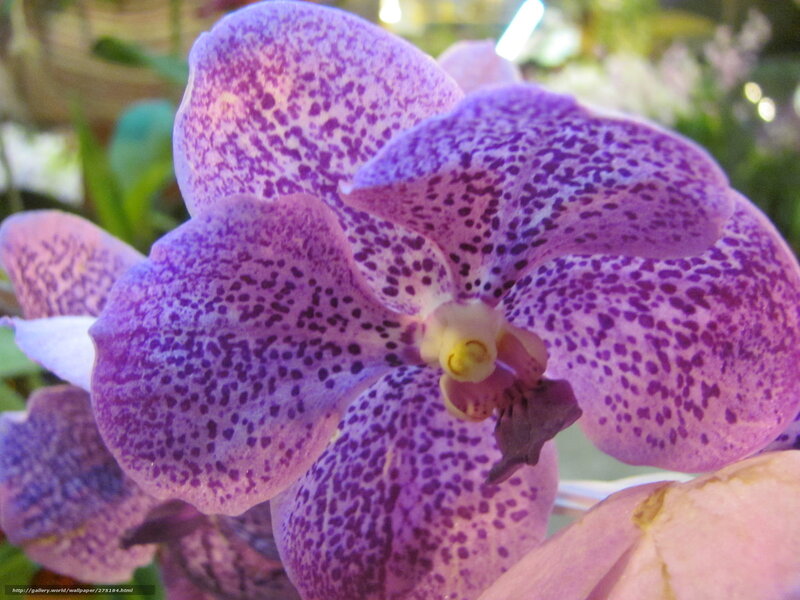 Purple Spotted Orchid — Calm, Photograph, Flower