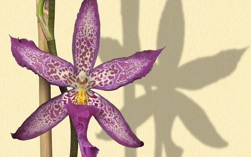 Purple Spotted Orchid — Calm, Photograph