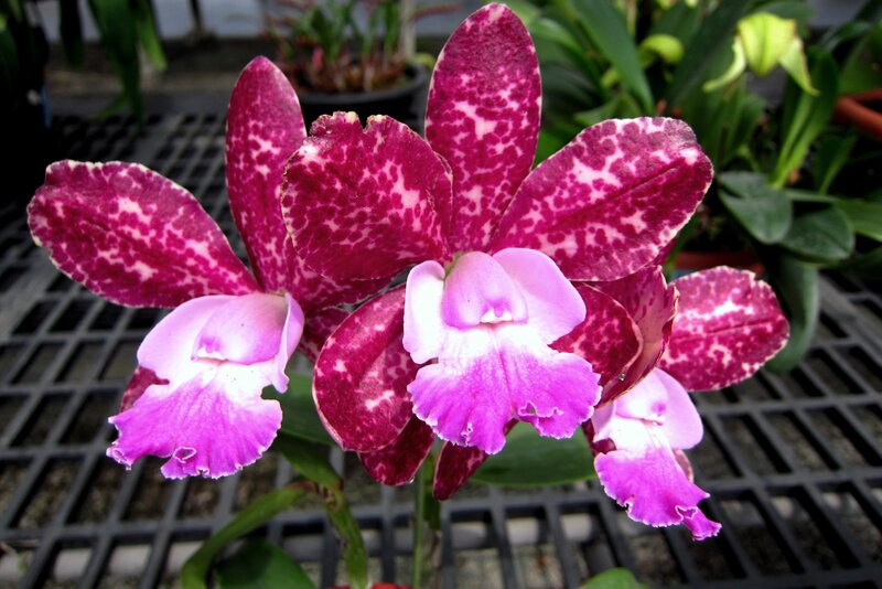 Purple Spotted Orchid — Calm