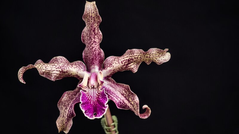 Purple Spotted Orchid — Dramatic