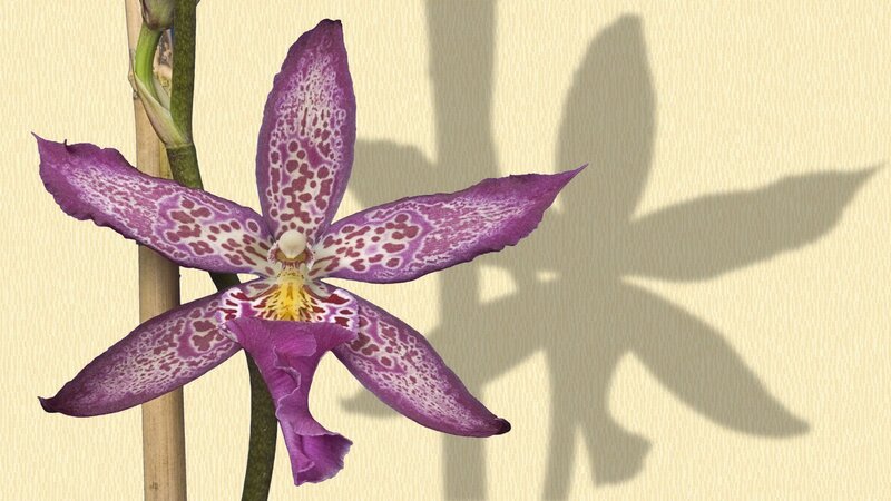 purple spotted orchid flower