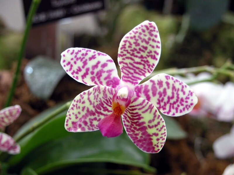 purple-spotted orchid flower
