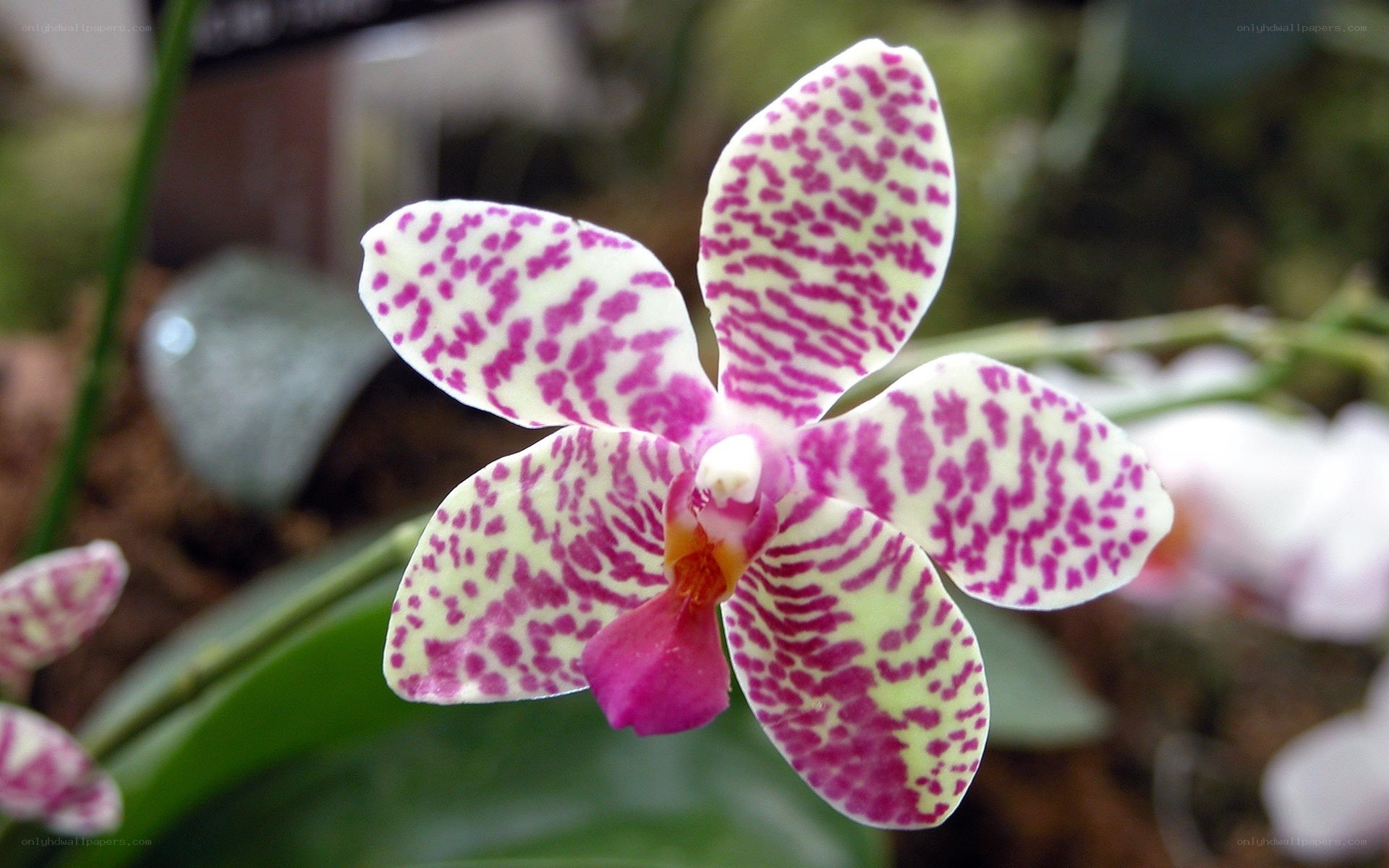 purple-spotted orchid flower