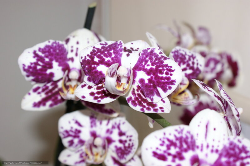 purple-spotted orchid flowers