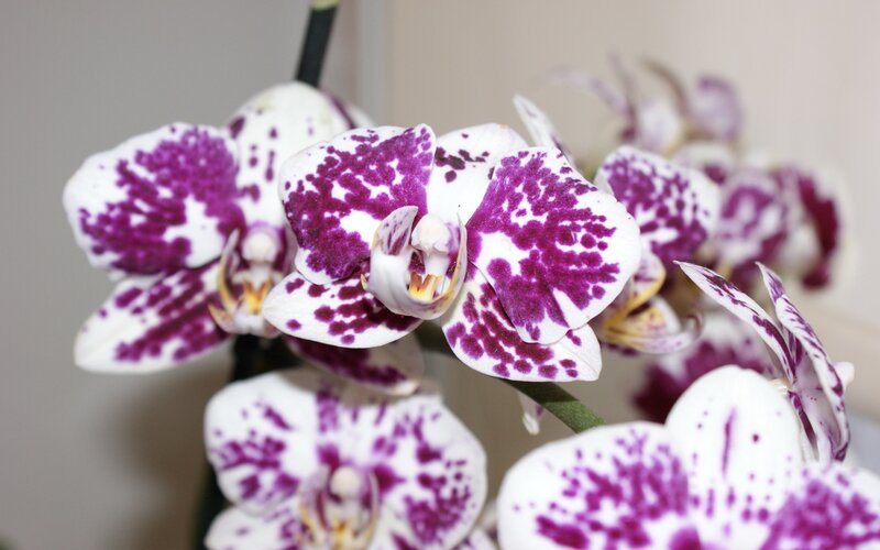 Purple-spotted Orchid Flowers — White, Calm, Photograph, Stem, Background