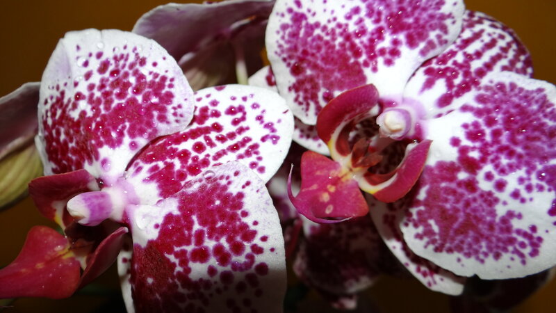 Purple-spotted Orchid Flowers — White, Calm