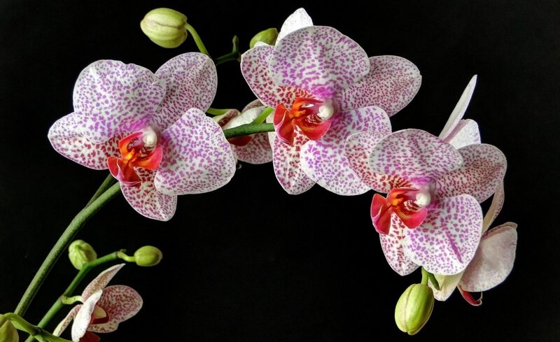 Purple-spotted Orchid Flowers — White, Dramatic, Photograph
