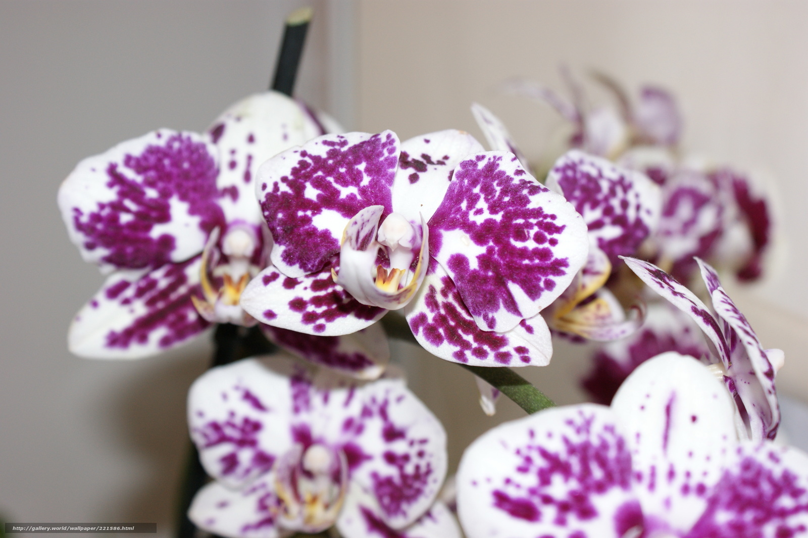 purple-spotted orchid flowers